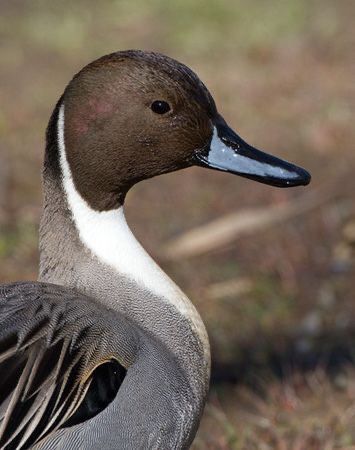 Northern Pintail, Pintail Duck, Goose Hunting, Duck Pictures, Water Birds, Waterfowl Hunting, Birds In The Sky, Bird Carving, Duck Decoys