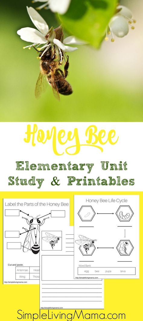 If you are learning about honeybees, use this honeybee unit study to help you get ideas. Also find free honeybee unit study printables.