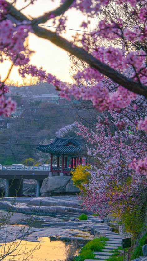 Spring Aesthetic Korea, Korea Asthetic Wallpers, Korean Landscape Aesthetic, South Korean Aesthetic Wallpaper, Korean Nature Aesthetic, South Korea Wallpaper Aesthetic, Korean Background Aesthetic, Korea Wallpaper Iphone, Korean Culture Aesthetic