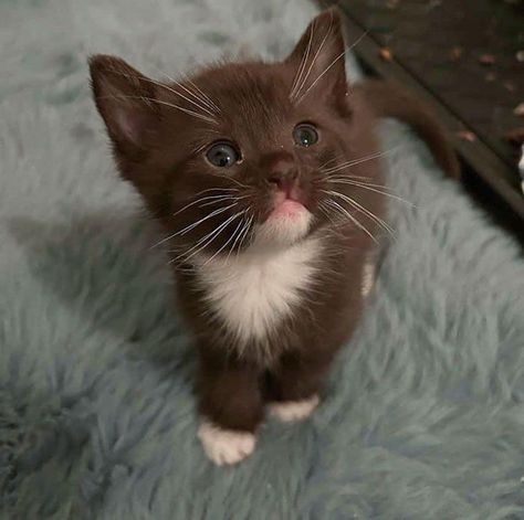 Brown Fluffy Kitten, Brown Tuxedo Cat, Brown Cat Pfp, Brown Ragdoll Cat, York Chocolate Cat, Brown Cat Aesthetic, Chocolate Brown Cat, Chocolate Kitten, Brown Kitten Aesthetic