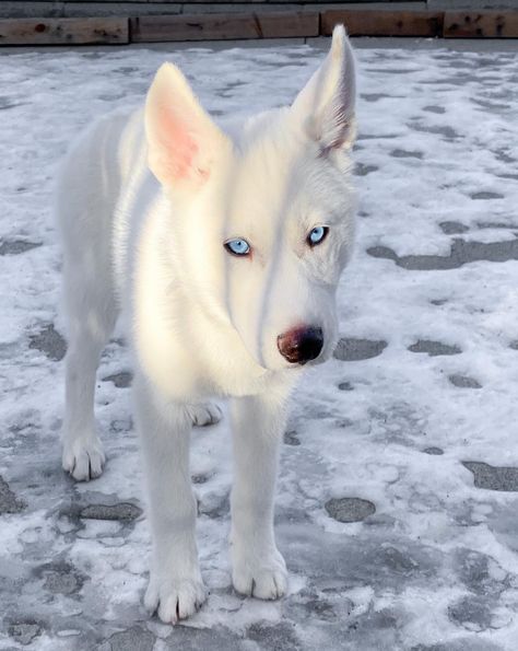 Husky Wolf Mix, White Husky Puppy, White Husky, Very Cute Dogs, Pretty Dogs, Cute Animals Images, Pretty Animals, Wolf Dog, Cute Stuffed Animals