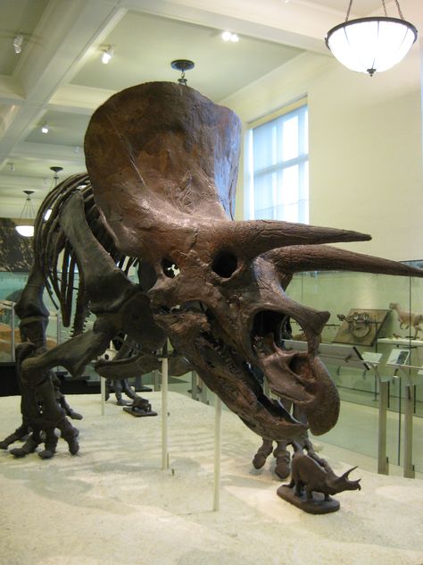 Triceratops - NY Museum of Natural History Prehistoric Dinosaurs, Fossil Bones, Jurassic World Dinosaurs, Dinosaur Skeleton, Ancient Animals, Paleo Art, Dinosaur Bones, Museum Of Natural History, Extinct Animals