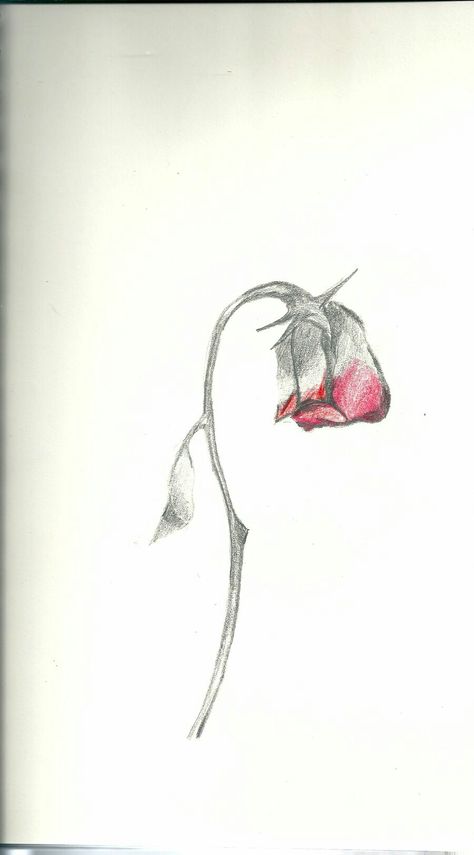 Withering Rose Drawing, Withered Rose Drawing, Wilted Rose Drawing, Withered Flower Drawing, Withering Rose, Wilting Rose, Poetic Images, Flower Drawing Easy, Wilted Rose