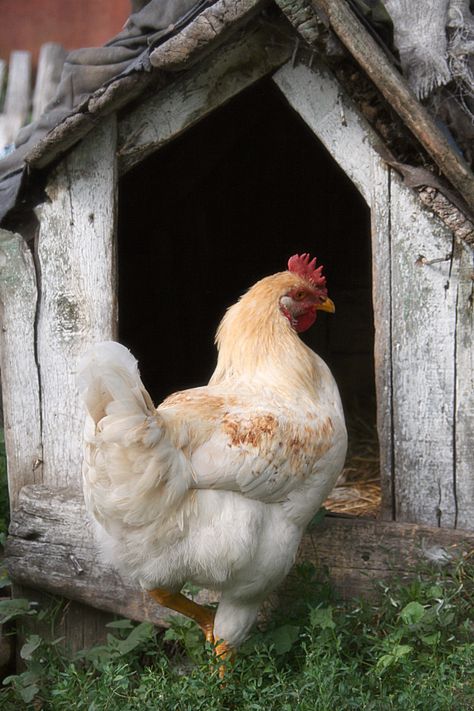 BackYard Chickens - Learn How to Raise Chickens Beautiful Chickens, Manhattan Project, Hen Chicken, Chickens And Roosters, Hens And Chicks, Pet Chickens, Chicken Farm, Raising Chickens, Country Farm