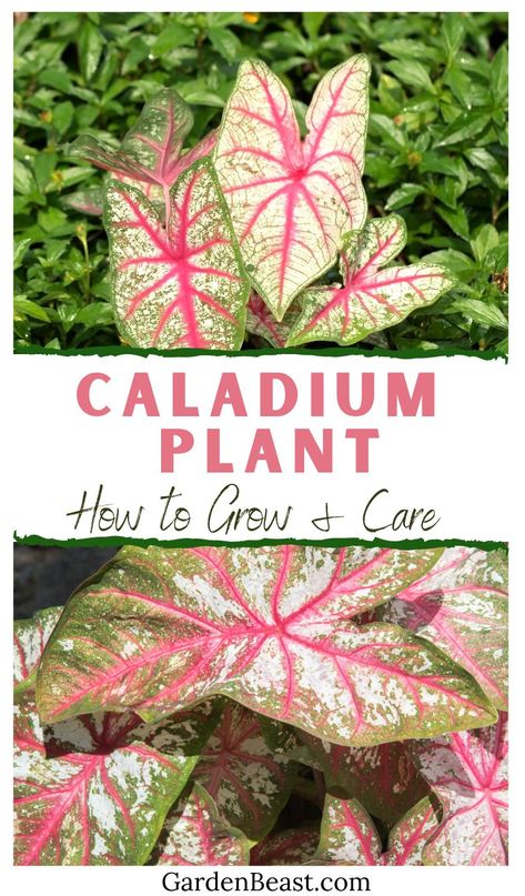 If you’re considering adding fancy leaf caladium to your shade garden, knowing how to properly plant and care for it is a must. Read on to learn more about this showy shade-loving plant, including what it looks like, where and how to plant it, and how to make sure it will thrive | indoor caladium plants | caladium plants care | caladium plants in pots #varietycaladiumplants #caladiumplantsshadegarden How To Grow Caladium Plants, Calladiums Plants Pink, Caladium Care Indoor, Caladiums In Pots, Caladium Care, White Hydrangea Garden, Pink Leaf Plant, Caladium Plants, Caladium Plant