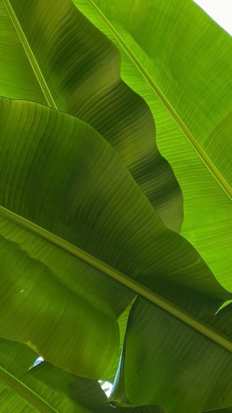 Banana Tree Wallpaper, Nature Aesthetic Green, Aesthetic Green Nature, Green Nature Wallpaper, Banana Trees, Best Wallpaper Hd, Banana Tree, Aesthetic Green, 8k Wallpaper