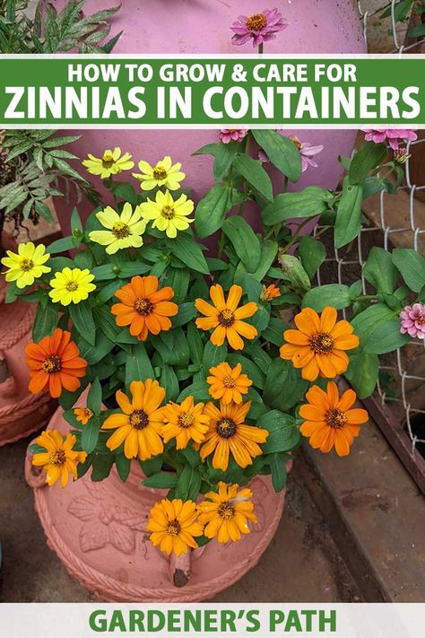 Zinnia Container, Zinnias In Containers, Zinnia Garden, Garden 2023, Vegetable Benefits, Patio Pots, Zinnia Flowers, Container Gardening Flowers, Southern Women