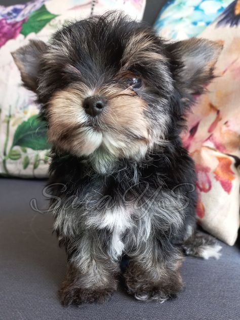 Yorkshire Terrier Puppy Ideas, Yorkshire Terrier, Yorkie, Yorkshire, Brown And Grey, Puppies, Dogs, Grey, Quick Saves