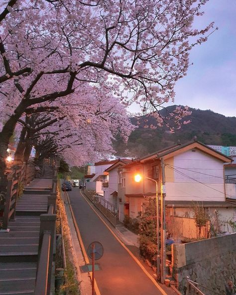 Spring In Korea, Journal Pics, Nature Tourism, Japan Cherry Blossom, Cherry Blossom Japan, Hillside House, Sakura Flowers, Beautiful Places To Live, Cherry Blossom Festival