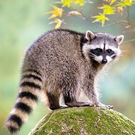 Art Reference Animals Photos, Reference Photos Animals, Animal Reference Photos For Artists, Raccoon Photos, Animal Reference Photos, Raccoon Drawing, Raccoon Art, Wild Animals Pictures, Cute Raccoon