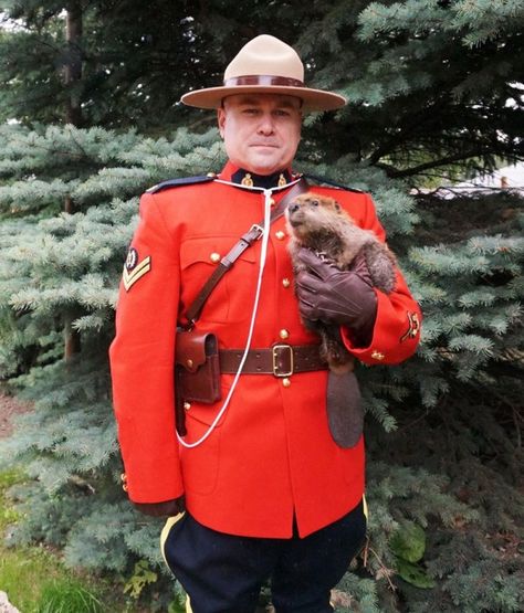 RCMP Cpl. Jason Pinder with a beaver kit, It's hard to imagine anything more Canadian — or more adorable — than a photo of a Mountie cuddling a baby beaver, unless, of course, he was holding a Timmies in his other hand. Canadian Memes, Canadian Humor, Baby Beaver, Meanwhile In Canada, Hetalia Headcanons, Canadian Things, Canadian Landscape, I Am Canadian, Canada Eh