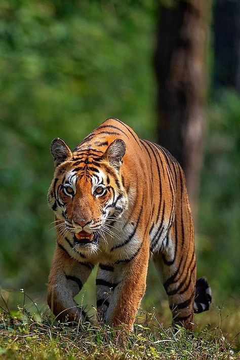 Panthera Tigris, Tiger Wallpaper, Tiger Pictures, Lion Images, Adventure Motorcycling, My Favorite Image, Hyena, African Animals, The Tiger