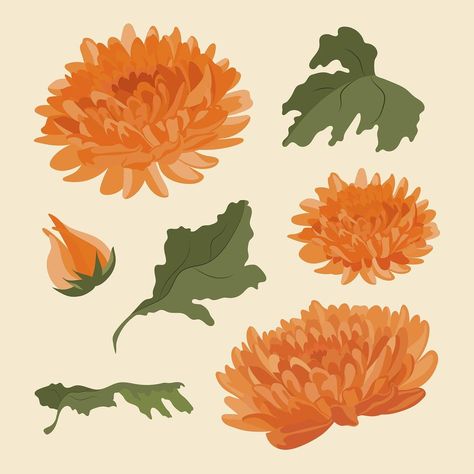 Chrysanthemum flower sticker, Autumn aesthetic illustration set psd | premium image by rawpixel.com / Aew Autumn Flowers Aesthetic, Chrysanthemum Graphic, Chrysanthemum Flower Drawing, Chrysanthemum Illustration, Mum Illustration, Chrysanthemum Drawing, Chrysanthemum Art, November Flower, Mum Flower