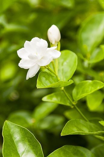 Yasmin Flower, Chinese Jasmine, Yonkers New York, Jasmine Tea, Jasmine Flower, Hudson River, The Brain, Flower Arrangements, Brain