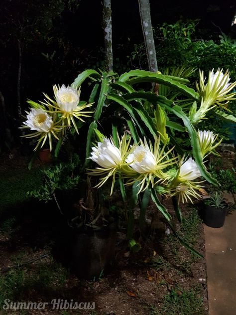 Nighttime Dragon Fruit Flower Blooms Fruit Inspiration, Dragon Fruit Flower, Summer Hibiscus, Dragon Fruit Plant, Alien Plants, Hibiscus Plant, Another Day In Paradise, Yellow Fruit, Fruit Flowers