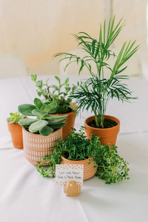 Clay Pot Wedding Centerpieces, Party Decorations With Plants, Potted Plants For Wedding Decor, Herbs Wedding Centerpieces, Wedding Plant Decor, Houseplant Wedding Table Decor, Potted Plants Table Decor, Potted Herb Centerpieces, Wedding Table Plants