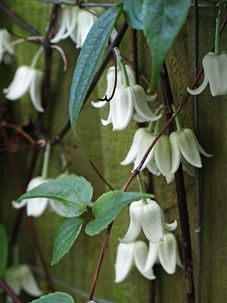 Evergreen Clematis, Garden Vines, Landscaping Garden, Winter Plants, White Plants, Evergreen Plants, Moon Garden, White Gardens, Winter Beauty