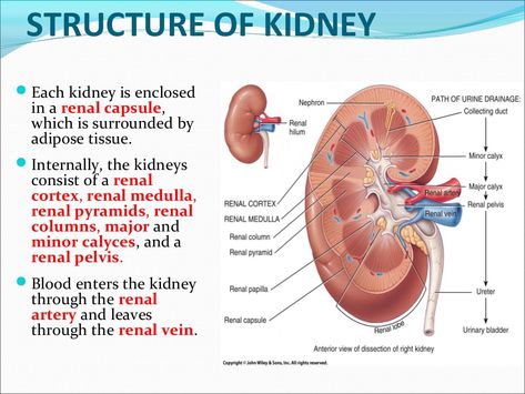 STRUCTURE OF KIDNEY Each kidney is enclosed in a renal capsule, which is surrounded by adipose tissue. Internally, the k... Kidney Notes, Professional Bedroom, Physiology Notes, Motivation Decor, Renal System, Medical Terminology Study, Cpc Exam, Bio Notes, Science Homeschool