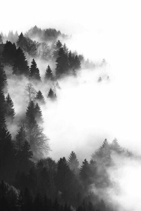 Photography Cheat Sheets, Woods Photography, Black And White Landscape, Black And White Photograph, Misty Forest, Hakone, Photography Competitions, 수채화 그림, Art Things