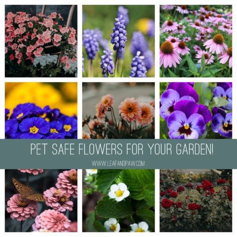 Pet Safe Flowers for Your Garden | Leaf and Paw | Dog safe plants, Dog friendly garden, Dog friendly plants Long Leaf Plants, Plants Safe For Cats, Dog Safe Plants, Dog Friendly Plants, Dog Friendly Garden, Dog Friendly Backyard, Vining Plants, Coral Bells Heuchera, Outdoor Flowers