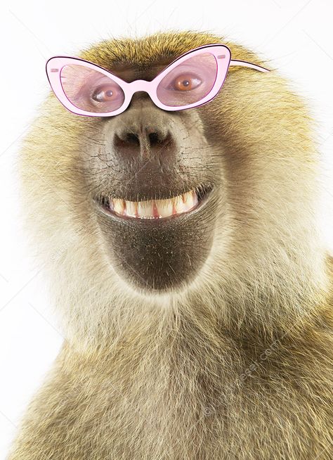 Funny Smiling Baboon Bakugan Battle Brawlers, Funny Animal Photos, Simple Phone Wallpapers, Animal Photos, Baboon, African Animals, Zoo Animals, Animal Photo, Funny Animal