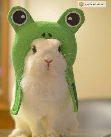 Dressed up like a frog <3 Bunny Outfit, Show And Tell, Cuteness Overload, Baby Animals, Adoption, Cool Outfits, I Hope, Animals