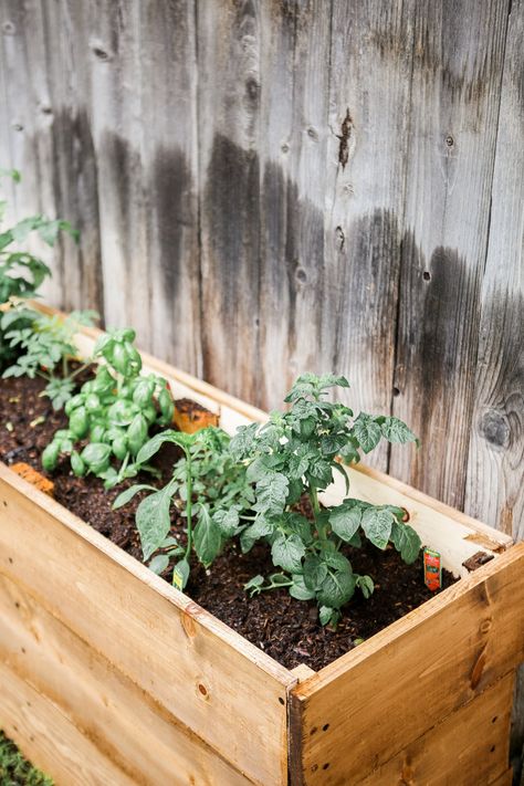 DIY Herb Planter Box Rental Friendly Diy, Diy Raised Garden Bed Plans, Herb Garden Boxes, Herb Planter Box, Diy Raised Garden Bed, Rental Friendly, Herb Garden Planter, Raised Garden Bed Plans, Herb Boxes