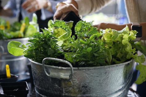 Salad Container Garden, Growing Salad Greens, Growing Salad, Salad Garden, Types Of Lettuce, Mustard Plant, Garden Mesh, Gourmet Salad, Salad Container