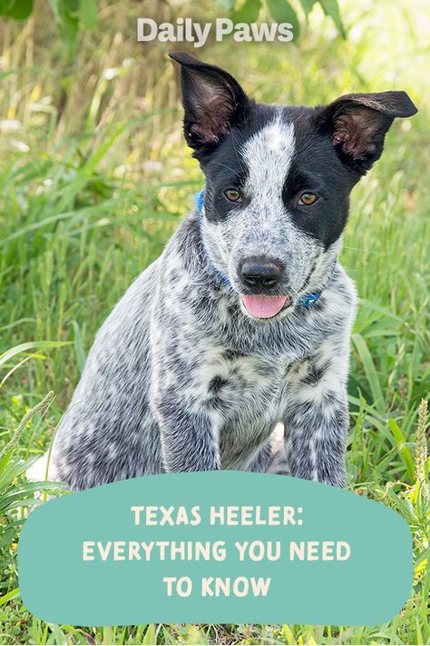 Texas Heeler Puppy, Texas Heeler Dogs, Texas Heeler, Blue Merle Aussie, Best Cat Breeds, Heeler Dogs, Dog Marketing, Kitten Breeds, Heeler Puppies