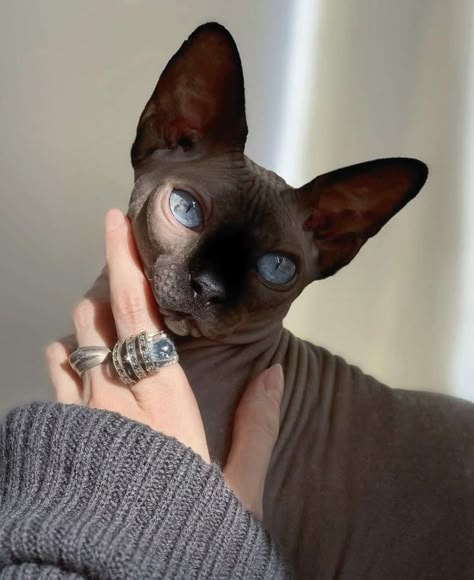 Funny Kittens, Hairless Cat, Sphynx Cat, Cats Kittens, Kittens Funny, Portraits From Photos, Sphynx, Pet Cat, Cat Clothes