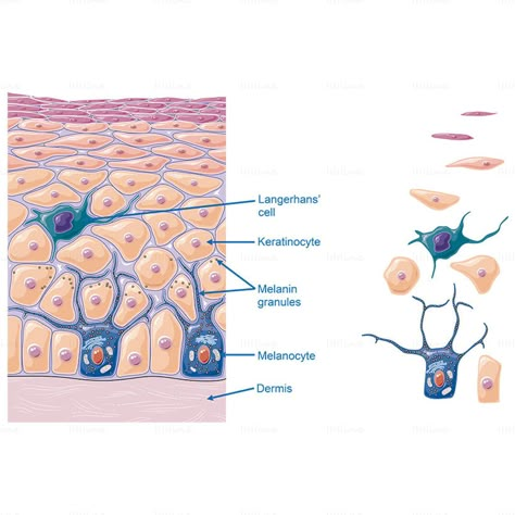 Epidermis microstructure vector, Langerhans’ cell, Keratinocyte, Melanin granules, Melanocyte, Dermis Inside Human Body, Langerhans Cell, What Is Cell, Dry Skin Diy, Health Benefits Of Collagen, Red Moles, Skin Anatomy, Medical Esthetician, Melanin Skin