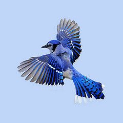 blue jay flying Blue Bird Flying, Flying Bird Tattoo, Flying Tattoo, Tattoo Animal, Blue Jay Bird, Sustainable Denim, Bird Flying, Animal Model, Jay Bird