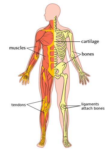 The link has a page with all the systems with videos and detailed information on how they work. Foetal Alcohol Syndrome, The Skeletal System, Excretory System, Good Videos, Student Dashboard, Animal Adaptations, The Digestive System, Skeletal System, Musculoskeletal System