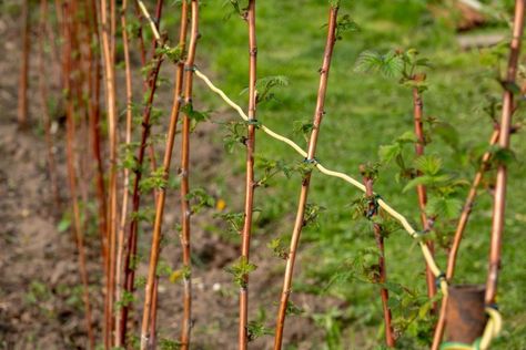 Raspberry trellis: how to build your own - Plantura Raspberry Arch Trellis, Raspberry Supports Diy, How To Trellis Raspberries, Raspberry Garden Ideas Trellis, Raspberry Trellis Ideas Diy, Rasberry Trellis, Raspberry Trellis, Raspberry Bushes, Simple Trellis