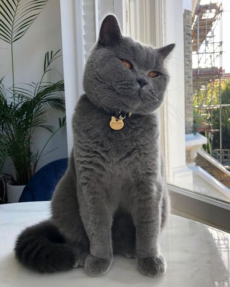 Blue British Shorthair Cat, Blue British Shorthair, Cat Breeds Siamese, British Cats, Cat Breeds Hypoallergenic, Cat Breeds Chart, British Blue Cat, Drunk Cat, Chartreux Cat