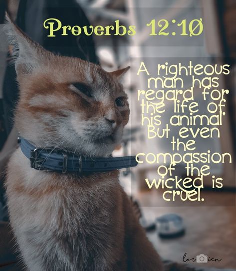 I love my cat. My Cat, Proverbs, Bible, I Love, Memes, 10 Things, Movie Posters, Wall, Animals