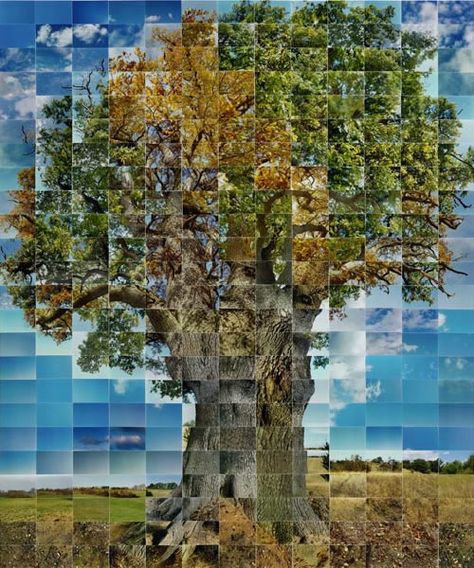 Photographer Noel Myles does collages like nobody else - check out this one of an oak tree!  #photography #art #nature David Hockney Photography, Rural Photography, Collage Landscape, A Level Photography, Time Lapse Photography, Creative Landscape, Photography Collage, Art Tree, Big Photo