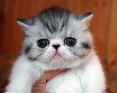 Fuzzy Kittens, Kawaii Pets, Fluffy Cat Breeds, Flat Faced Cat, Gatos Cool, Most Popular Cat Breeds, Exotic Shorthair Cat, Persian Cats, Exotic Cats