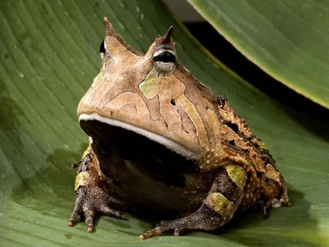 Rainforest Frog, Horned Frog, Pacman Frog, Frog Pictures, Horned Frogs, Funny Frogs, Amazon Rainforest, A Frog, Frog And Toad