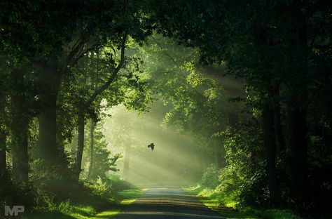 Spring Forest, Forest Path, Landscape Photography Nature, The Secret Garden, Forest Photography, Tree Forest, Perfect Timing, Landscape Wallpaper, Nature Photos