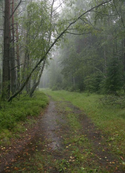 Rainy woods Rainy Day Aesthetic, I Love Rain, Rainy Morning, Love Rain, Walking In The Rain, Incubus, Summer Rain, On A Rainy Day, Sound Of Rain