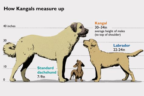 How canine Kangals measure up to other dogs, (or really measure more than other dogs). Kangal Shepherd Dog, Turkish Kangal Dog, Keto Slaw, Coleslaw Keto, Keto Coleslaw, Alabai Dog, Big Dogs Breeds, Biggest Dog In The World, Dog Infographic