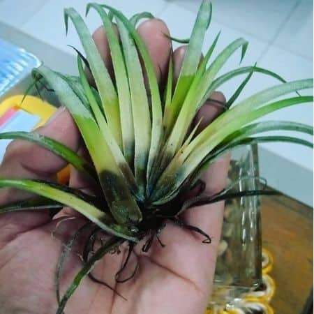 How to save underwatered and overwatered air plants - Succulents Box Types Of Air Plants, Air Plants Diy, Air Plant Garden, Inside Garden, Air Plants Care, Air Plant Display, Growing Plants Indoors, My Precious, Easy Plants