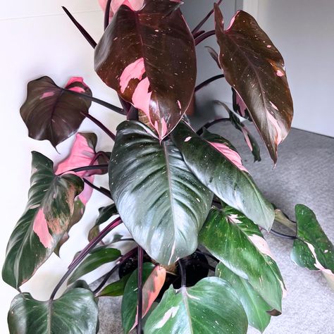 PRICES MAY VARY. Pink Philodendron Plant House Plant From 3 Inches Tall Bareroot For Planting Indoor Outdoor, Starter Plant Variegated philodendron, pink indoor houseplant Plant for homes with bright indirect light or low light Starter plant for growing Pink Philodendron Plant House Plant From 3 Inches Tall Bareroot For Planting Indoor Outdoor, Starter Plant Pink Philodendron, Plant Patio, Variegated Philodendron, Plant House, Philodendron Plant, Hanging Plants Indoor, Inside Plants, Year Book, 2024 Design