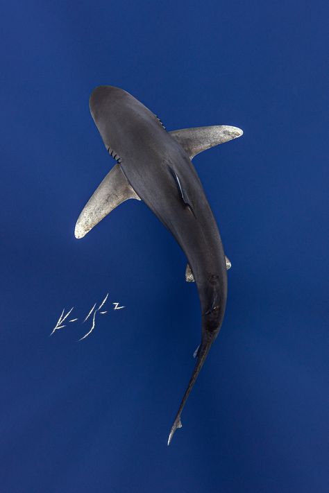 Great White Shark Top View, Great White Shark From Above, Sharks From Above, Shark Birds Eye View, Shark Side Profile, Shark Reference Photo, Shark Top View, Shark From Above, Cardboard Creatures