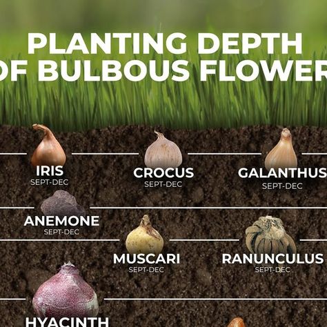 🌿Plants from Holland🌿 on Instagram: "How deep should I plant my bulbs? This is one of the most frequently asked questions, so we have prepared for you Bulb Depth Planting Guide 👌

✅ Save it and follow @dutchbulbscom for more

#fallplanting #bulblasagne #flowerbulbs #tulips #hyacinth #crocus #dutchiris #galanthus #anemone #ranunculus #muscari #daffodil #fritillaria #allium #lily #flowergardening #gardeningideas" Plant Iris Bulbs, Iris Bulbs, Dutch Iris, Winter Gardening, Planting Guide, Coop Ideas, Gardening Diy, Garden Bulbs, Flower Care