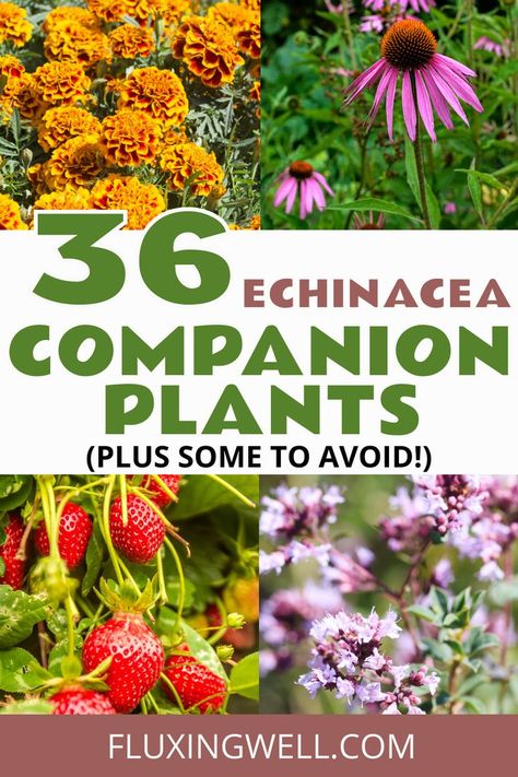 Discover the top companion plants and planting tips for echinacea to grow a vibrant, sustainable space that attracts bees and butterflies. Purple Coneflower Companion Plants, Planting Layout, Pollinator Garden Design, Companion Planting Chart, Companion Planting Vegetables, Companion Gardening, Purple Coneflower, Planting Tips, Bees And Butterflies