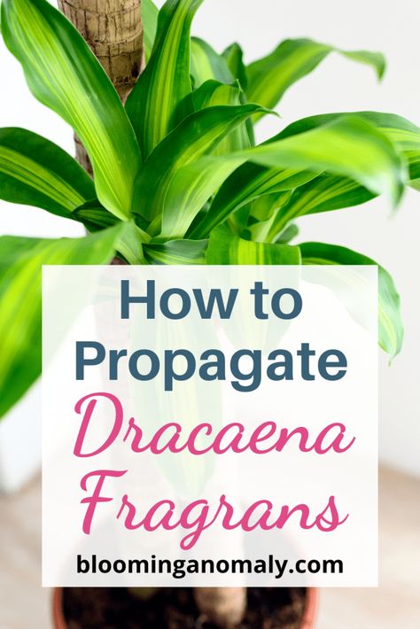 How to Propagate Dracaena Fragrans How To Propagate Dracaena Plant, Dracaena Fragrans Plant Care, Dracaena Propagation, Propagating Dracaena, Dracena Plant Care, Mass Cane Plant, Dracaena Care, Dracaena Plant Care, Dracena Plant