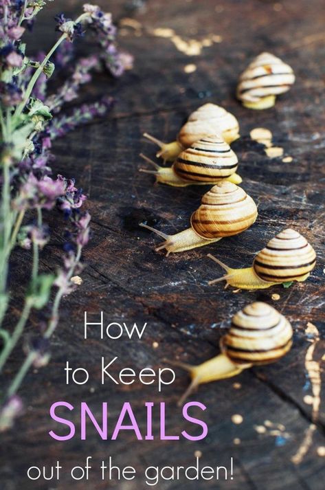 I have been trying to figure out how to keep snails out of the garden so that I can actually EAT the produce that I spend time growing. If you are battling a snail problem in your own garden, here are a few simple ways to keep them under control this summer. Organic Insecticide, Snails In Garden, Plant Pests, Japanese Beetles, Garden Pest Control, Meteor Garden 2018, Garden Route, Tomato Garden, Different Vegetables