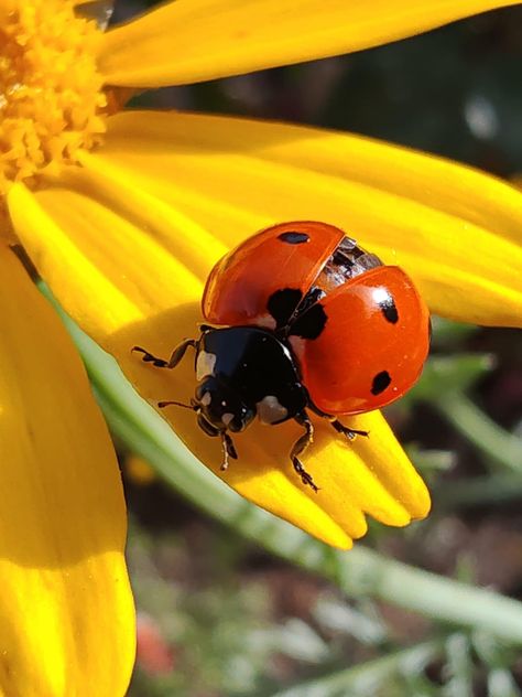 Ladybug Photography, Ladybug Aesthetic, Bug Photography, Photography 4k, Yellow Ladybug, Ladybug Art, Nursery Mural, Types Of Fruit, Baby Animals Pictures